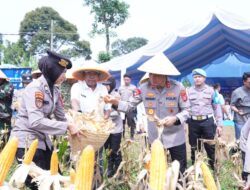 Dukung Ketahanan Pangan, Polda Banten Panen 29,5 Ton Jagung