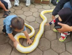 Komunitas Reptil Bandung Ajak Masyarakat Hilangkan Stigma, Edukasi Penting untuk Jaga Ekosistem