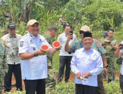 Lahan di Koridor Bomang Disulap Jadi Kebun Semangka, Rudy Susmanto Jadi Income Warga