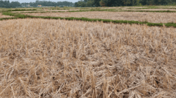 Sawah Di Tigaraksa Kekeringan, Hendra Primitif Desak DPKP Kabupaten Tangerang Bertindak