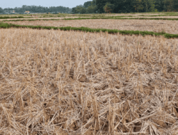 Sawah Di Tigaraksa Kekeringan, Hendra Primitif Desak DPKP Kabupaten Tangerang Bertindak